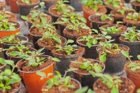 Seedings, Flowers and Vegetables seedings in Agriculture Greenhouse at Organic Farmの写真素材