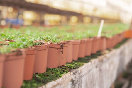 Seedings, Flowers and Vegetables seedings in Agriculture Greenhouse at Organic Farmの写真素材
