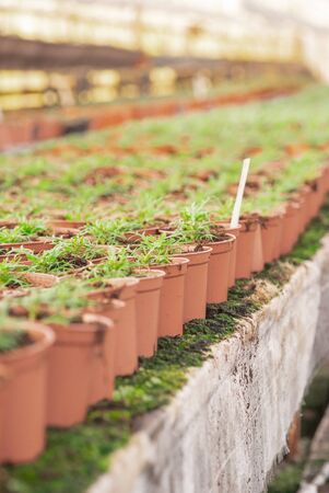 Seedings, Flowers and Vegetables seedings in Agriculture Greenhouse at Organic Farmの写真素材