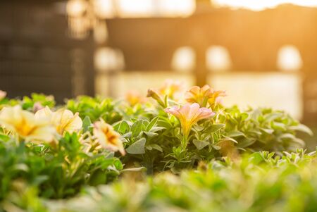 Seedings, Flowers and Vegetables seedings in Agriculture Greenhouse at Organic Farmの写真素材