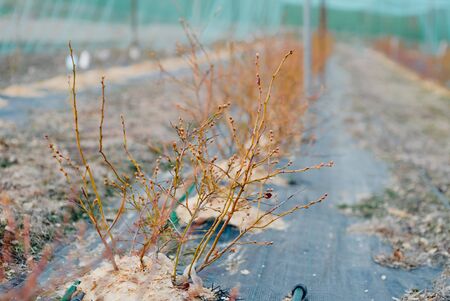 Close up of Flower and Vegetable Seedings in Greenhouse