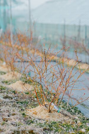 Close up of Flower and Vegetable Seedings in Greenhouseの写真素材
