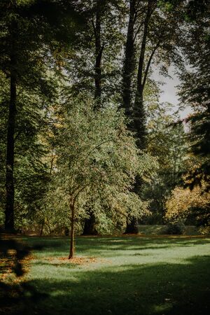 Walk Patch in city park, sunny autumn dayの写真素材