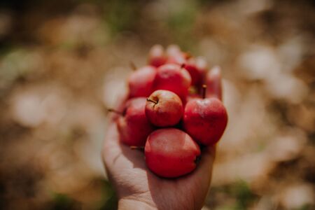 Handful of Red Apples in Hand in Gardenの写真素材
