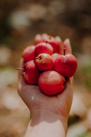 Handful of Red Apples in Hand in Gardenの写真素材