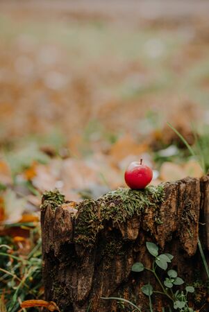 Apple on stump, fresh and healthy food, autumn timeの写真素材
