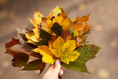 girl hold in hand yellow bouquet leaves. Walking in Park on fresh air, healthy lifestyle. maple leaves in hand. Trendy autumnの写真素材