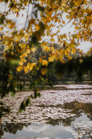 yellow leaves against pond on sunny dayの写真素材