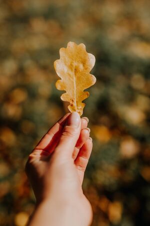 girl hold in hand single leaf. Walking in Park on fresh air, healthy lifestyle. maple leaves in hand. Trendy autumnの写真素材
