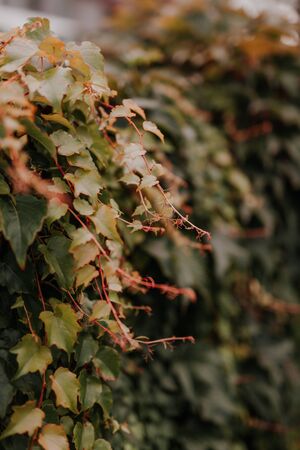 Ivy grows on fence. Green plants on fence.の写真素材