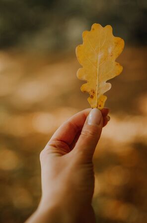 girl hold in hand single leaf. Walking in Park on fresh air, healthy lifestyle. maple leaves in hand. Trendy autumnの写真素材