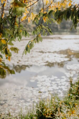 yellow leaves against pond on sunny dayの写真素材