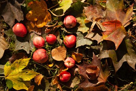 Red apples with yellow leaves on grass, autumn backgroundの写真素材