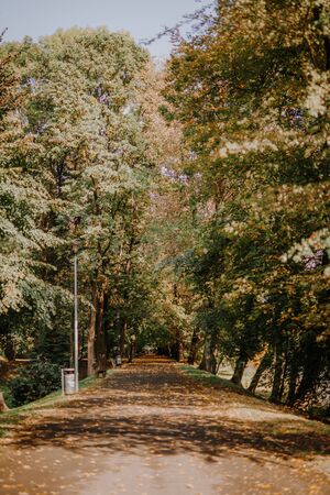 Walk Patch in city park, sunny autumn dayの写真素材