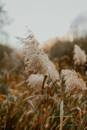 Stalks of dry brown grass. Autumn dry grass and reeds brownの写真素材