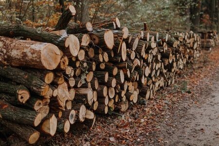 Woodpile of freshly harvested spruce logs. Trunks of trees cut and stacked in forest. Wooden Logs. Selective focusの写真素材