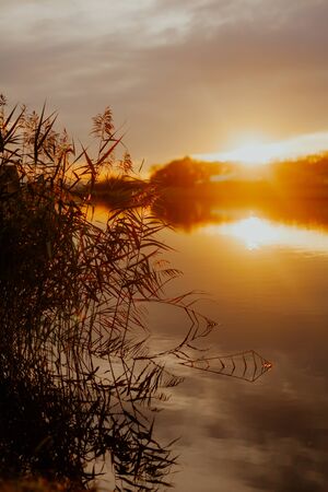 Autumn sunset. Reed on river at sunsetの写真素材