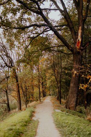 Walk Patch in city park, sunny autumn dayの写真素材