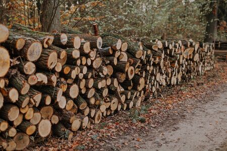 Woodpile of freshly harvested spruce logs. Trunks of trees cut and stacked in forest. Wooden Logs....