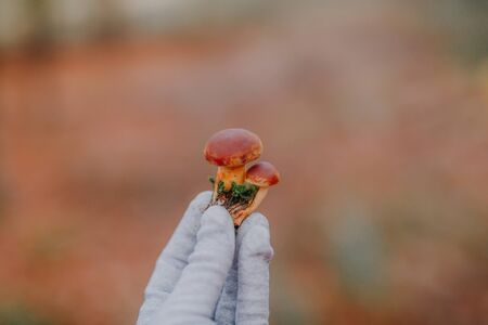 Close up view of hand holding freshly picked mushroom. On blurred autumn forest, mushroomingの写真素材
