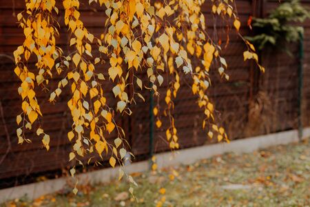 Birch branches with yellow leaves in autumn, in the light of sunset. Dry autumnal leaves background, golden birch tree foliage, bright yellow sunshine, autumn park, seasons change, fall natureの写真素材