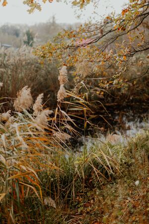 Stalks of dry brown grass. Autumn dry grass and reeds brownの写真素材