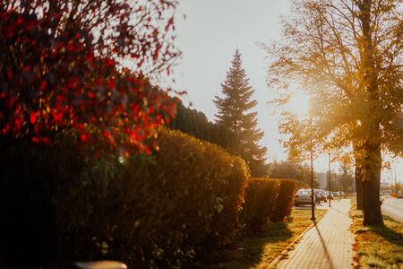 city pavement at sunsetの写真素材