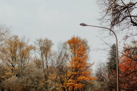 Large metal high street lamp lighting in park on background of autumn yellow trees and leaves.の写真素材