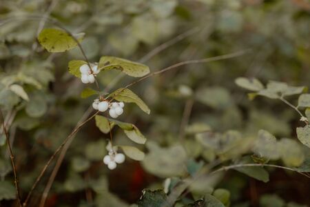 Symphoricarpos albus or Common Snowberry plant. White berries on bush branches.の写真素材