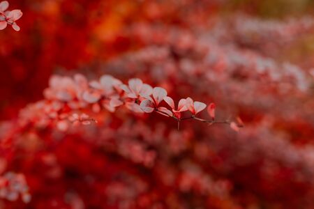 Ripe fruits of barberry (berberis thunbergii) on branches with red leaves, decorative plant for autumn gardenの写真素材