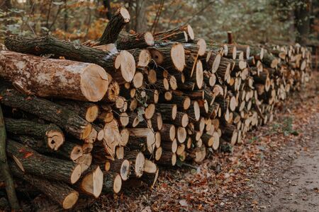 Woodpile of freshly harvested spruce logs. Trunks of trees cut and stacked in forest. Wooden Logs. Selective focusの写真素材