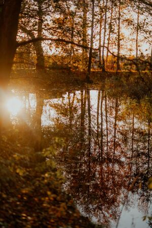 Vertical shot of reflections of trees and fallen autumn leaves in water.の写真素材