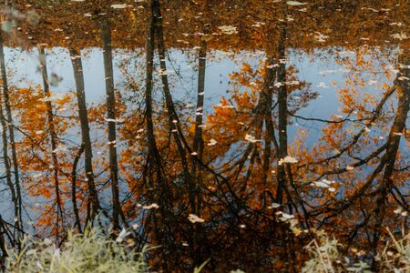 maple leaf in water, floating autumn maple leaf. Colorful leaves in puddle. Selective focus. Sunny autumn day. Autumn concept. Hello september, octoberの写真素材