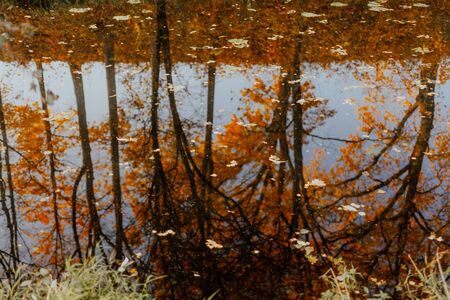 maple leaf in water, floating autumn maple leaf. Colorful leaves in puddle. Selective focus. Sunny autumn day. Autumn concept.の写真素材