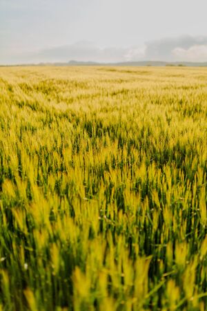 Agricultural Growth -Various Fields - Agriculture Farming Fieldの写真素材