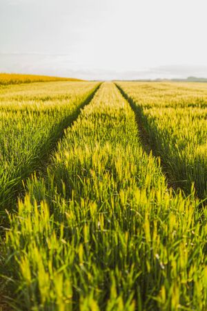 Agricultural Growth -Various Fields - Agriculture Farming Fieldの写真素材