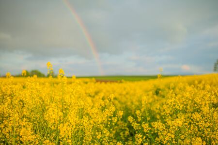 Close up of Agriculture Field in Summer