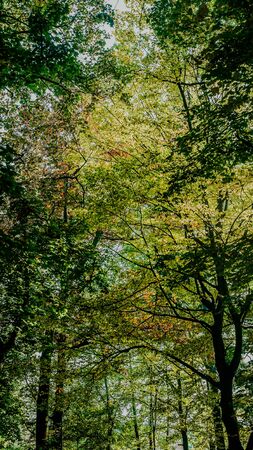 wide shot of beautiful green leaves on the trees in the park