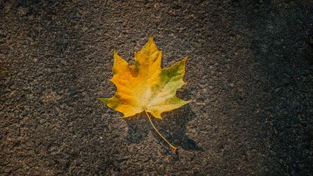 close up of autumn golden oak leaf lying on asphaltの写真素材