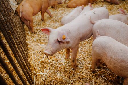 Agriculture Livestock Business - young pigs and piglets in barn livestock farmの写真素材