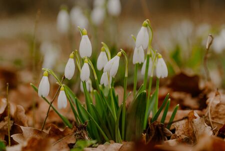 growing snowdrops in spring in park