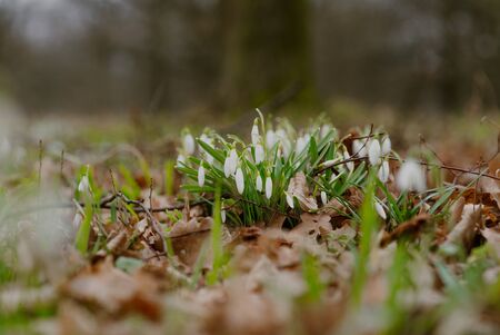growing snowdrops in spring in parkの写真素材