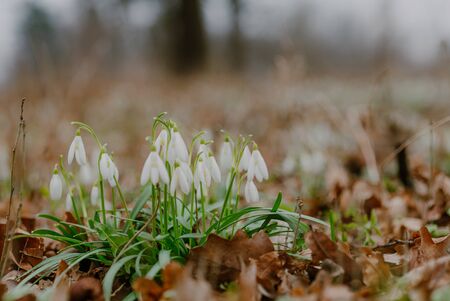 growing snowdrops in spring in parkの写真素材