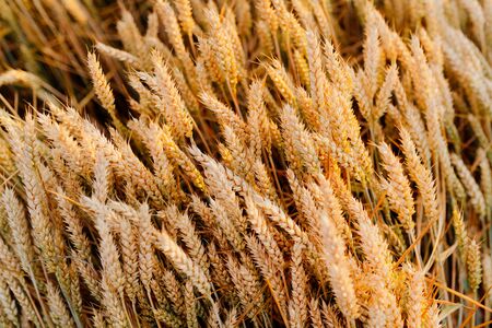 Agriculture Business - golden wheat eras on agricultural fieldの写真素材