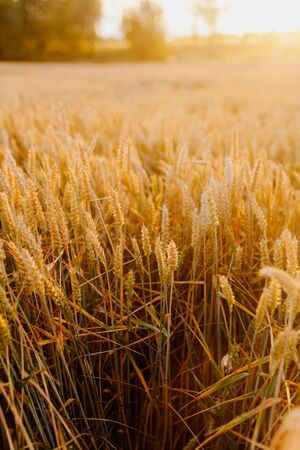 Agriculture Business - golden wheat eras on agricultural fieldの写真素材