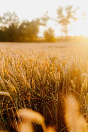 Agriculture Business - golden wheat eras on agricultural fieldの写真素材