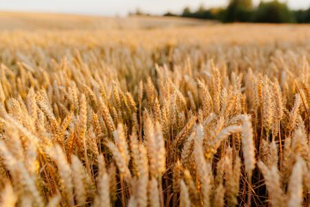 Agriculture Business - golden wheat eras on agricultural field. Beautiful view of golden wheat at...
