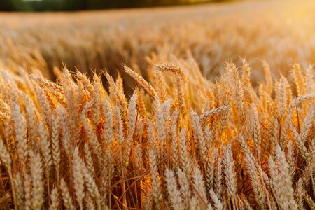 Agriculture Business - golden wheat eras on agricultural fieldの写真素材