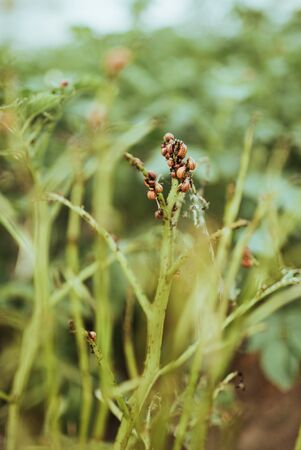 close up view of colorado bettle on poptato leavesの写真素材