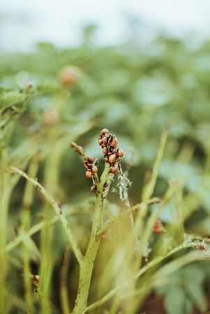 close up view of colorado bettle on poptato leavesの写真素材